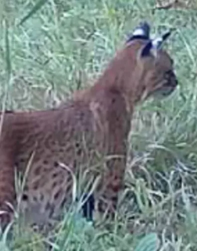 Bobcat an uncommon sight in southwest MN